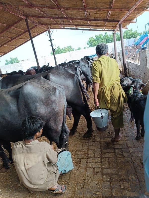 Qurbani k janwar & Palai janwar & bakra/ bakri & Khalis milk dastiyab 5