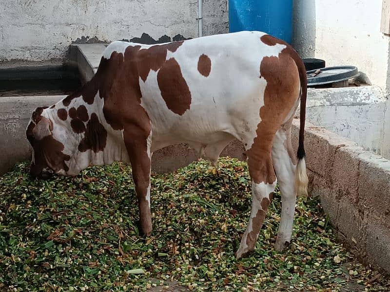 Qurbani k janwar & Palai janwar & bakra/ bakri & Khalis milk dastiyab 6