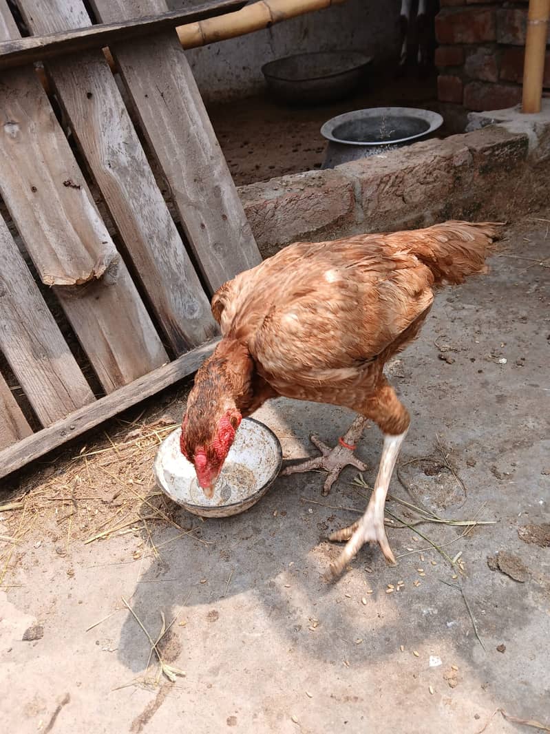 Pakistani Aseel hen fro sale 1