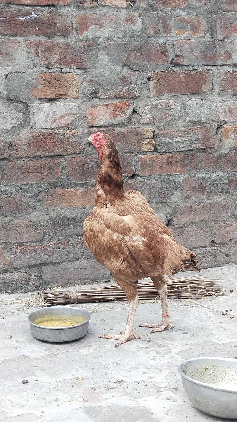 Pakistani Aseel hen fro sale 5