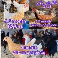 Golden|Misri|Pathi|female|Chicks|Desi egg laying hen| Murgi|chuzay