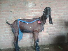 nager Bakri sale 03018849331