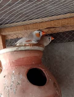 Finches crested 1 Breeder pair for sale