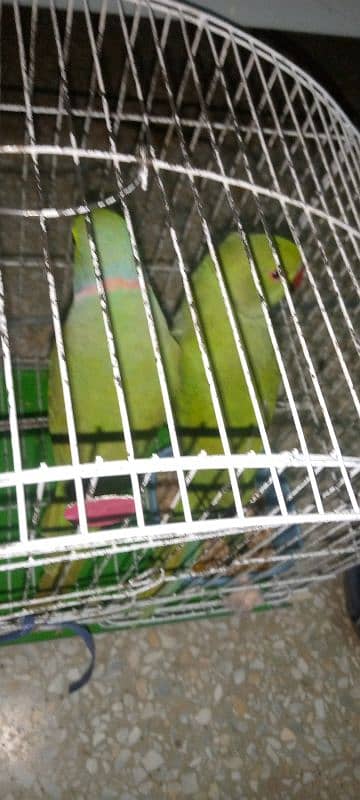 breeder pair hai 3