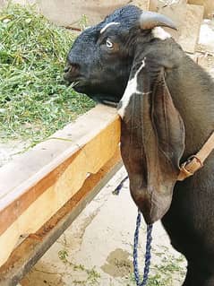 pure black bakra