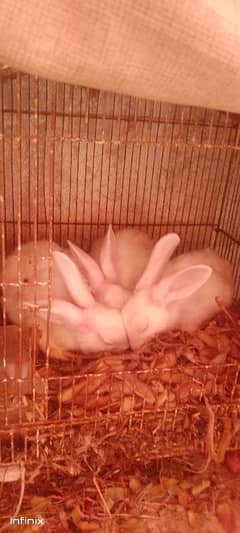 rabbits breeder pair available for sale