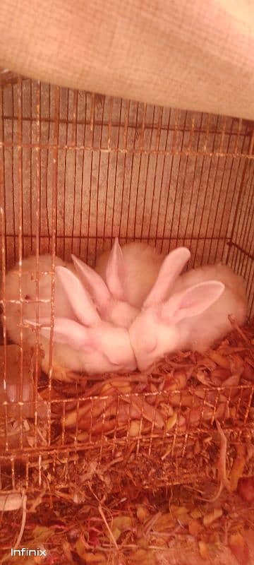 rabbits breeder pair available for sale 0