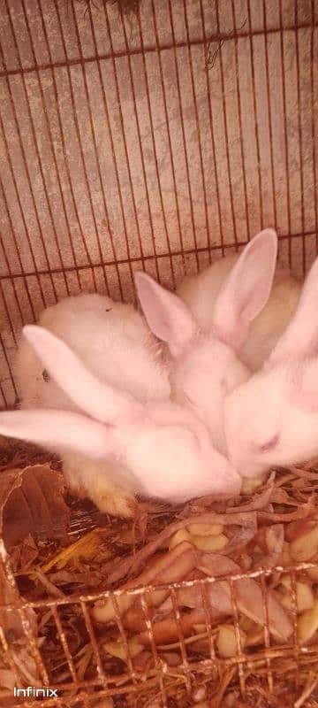 rabbits breeder pair available for sale 1