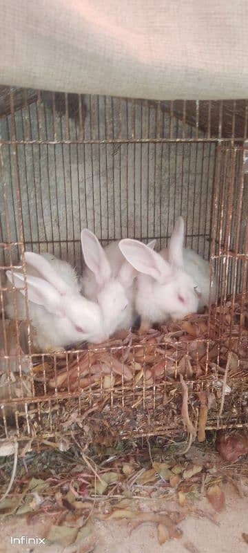 rabbits breeder pair available for sale 2