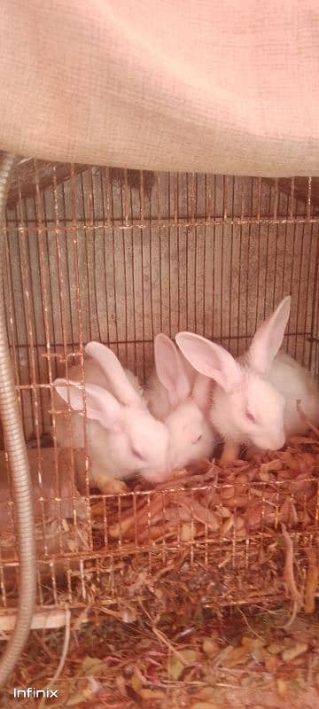 rabbits breeder pair available for sale 3