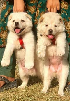 pure afghan kuchi pair puppy urgently sale