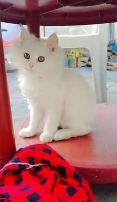 Persian cat for sale my WhatsApp number ,03"47"59"40"629