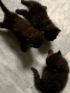 Persian 20Day Old Kittens (Read Description)