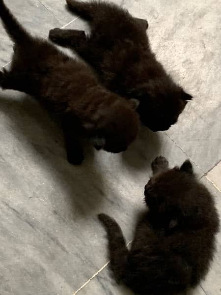 Black Persian Kittens Age 1month (Read Description) 2