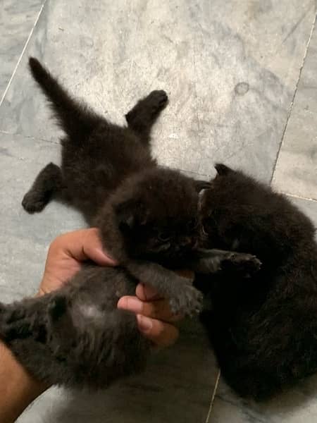 Black Persian Kittens Age 1month (Read Description) 0