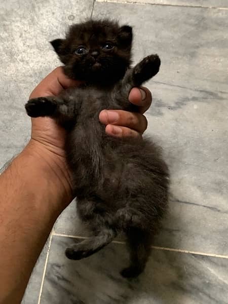 Black Persian Kittens Age 1month (Read Description) 1