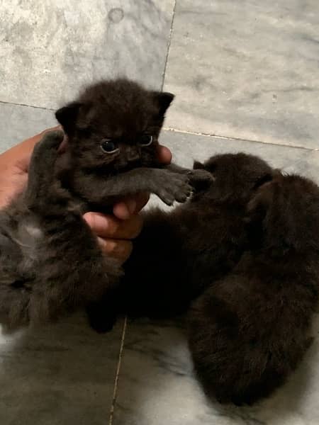 Black Persian Kittens Age 1month (Read Description) 3