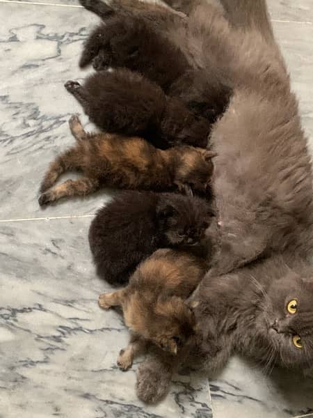 Black Persian Kittens Age 1month (Read Description) 4