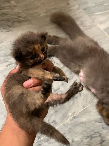 Black Persian Kittens Age 1month (Read Description) 6