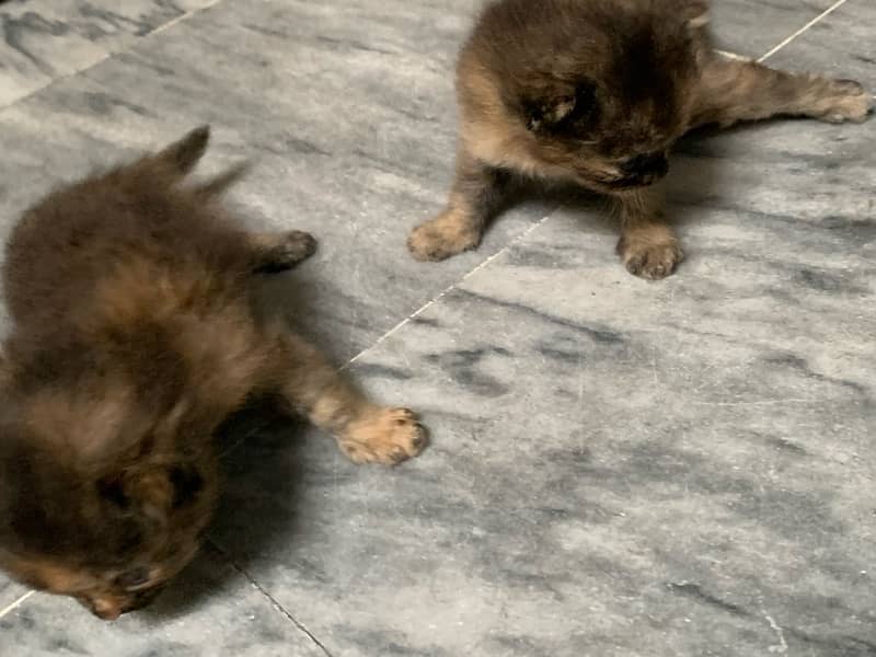 Black Persian Kittens Age 1month (Read Description) 7