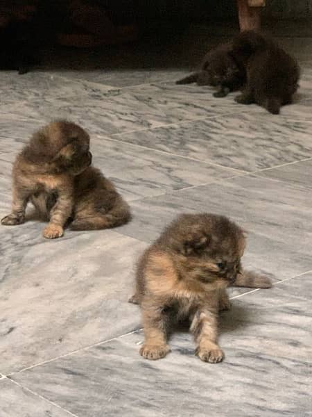 Black Persian Kittens Age 1month (Read Description) 9