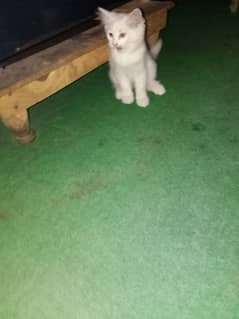 gry eyes White color pure Persian female kitten