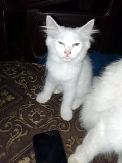 gry eyes White color pure Persian female kitten