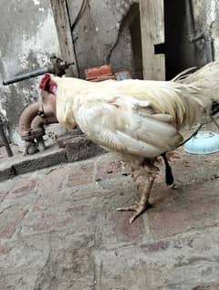 Aseel cock with healthy condition