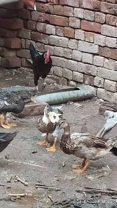 dasi duck for sale