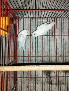 common latino breeder pair for sale 4000