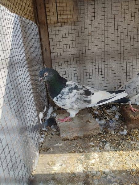 pigeon for sale in important urgent sale 0