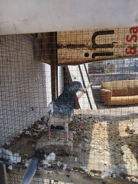 pigeon for sale in important urgent sale 1