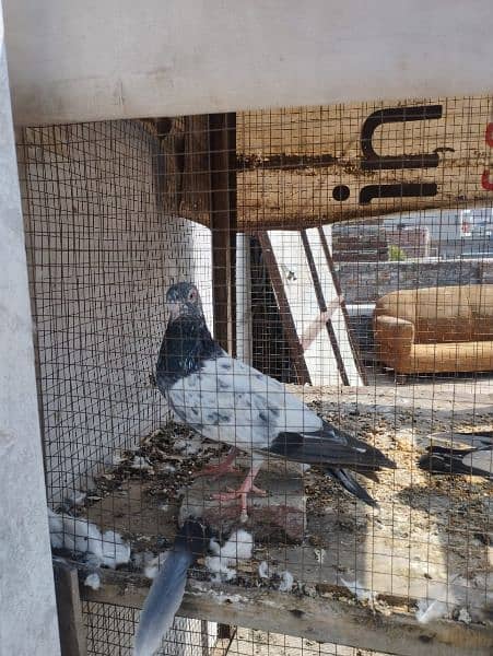 pigeon for sale in important urgent sale 3