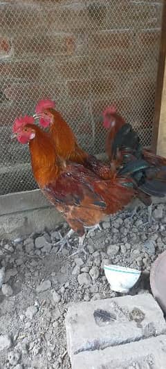 Desi Murga (cock) for sale