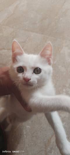 bht cute cat hy