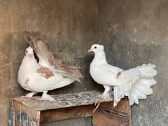 American laka / pigeon pair / kabootar pair /lakka pair