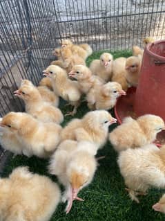 golden buff chicks