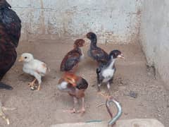 Mianwali Aseel Chicks 0