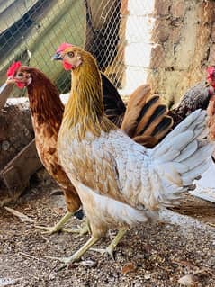 Golden|Misri|Pathi|female|Chicks|Desi egg laying hen| Murgi|chuzay