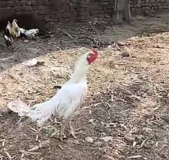 pure Aseel Heera paper white murga mazboot gand joor full breeder