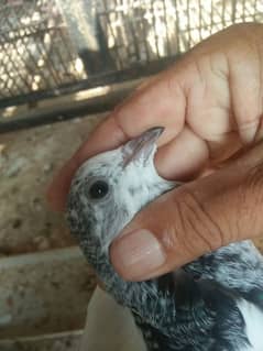 kabootar dor sale high quality  birds in reasonable price