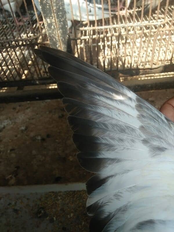 kabootar dor sale high quality  birds in reasonable price 1