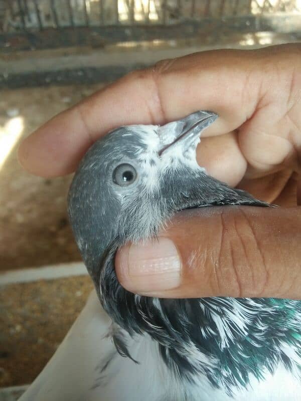 kabootar dor sale high quality  birds in reasonable price 2