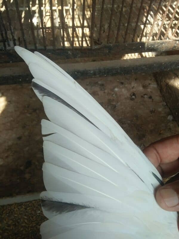 kabootar dor sale high quality  birds in reasonable price 3