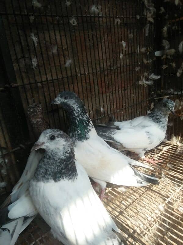 kabootar dor sale high quality  birds in reasonable price 4