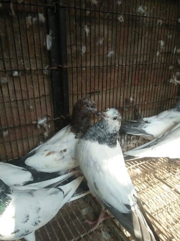 kabootar dor sale high quality  birds in reasonable price 5