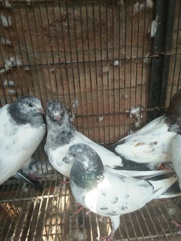 kabootar dor sale high quality  birds in reasonable price 7