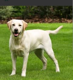 REQUIRED LABRADOR FEMALE