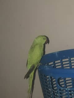 Baby parrot