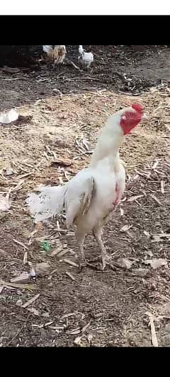 pure Heera paper white murga granty full breeder mazboot gand joor